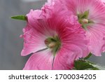 Close Up Of Blooming Hollyhock...