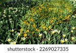 Small photo of Yellow white botanical Tulip called Tarda combined with yellow crocuses. This is first commercial botanical Tulip. Other names of this sort are : Tulipa urumiensis, tardy tulip,Tulipa dasystemon