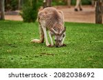 Small photo of The kangaroo is a marsupial from the family Macropodidae. In common use the term is used to describe the largest species from this family, the red kangaroo, as well as the antilopine kangaroo, eastern