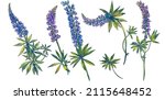 Lupine Flowers Isolated On...