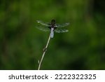 The Broad Bodied Chaser...