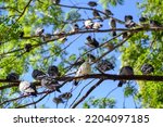 Small photo of Many rock doves or common pigeons or feral pigeons in Kelsey Park, Beckenham, Greater London. Doves (pigeons) sitting in a tree. Rock dove or common pigeon (Columba livia), UK.