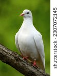 Small photo of Rock dove or common pigeon or feral pigeon in Kent, UK. White dove (pigeon) sitting on a branch facing left with green background. White dove (Columba livia) in Kelsey Park, Beckenham, Greater London.