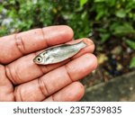 Small photo of rohu carp fish seed baby fingerling in hand in nice blur background fish breeding in hatchery