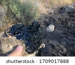 An example of bitumen coating a rock that is held up for a closer view. It was pulled from the McKittrick tar pit.