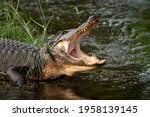 Wild American Alligator Natural ...