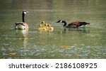 Geese family swimming in pond...