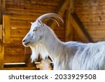 White Goat In The Barn....