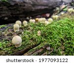 Puffball Mushrooms On Moss...