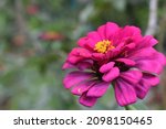 Small photo of Flowers Pink flowers garden background. beautiful flowers help to beatify world.