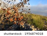 Protea Flower Bush Burnt In...