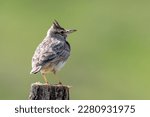 Small photo of Crested lark standing on stake