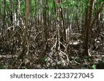 Small photo of A tangle of adventitious roots in a tropical forest.
