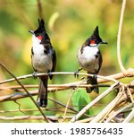 Small photo of The Red-whiskered Bulbul is a sprightly, songbird that likes hilly forests to urban gardens, scrubland, outskirts of the city, and even human’s habituated areas. pair