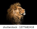 Portrait lion on the black. Detail face lion. Hight quality portrait lion. Portrait from animal
