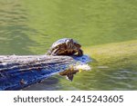 Small photo of A red-eared or yellow-bellied turtle (scientific name Trachemys Scripta) basks in the sun. This is a species of turtles from the family of American freshwater turtles. These turtles are widespread.
