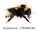 Large Garden Bumblebee Isolated ...