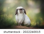 A Cute Beige Rabbit With Long...