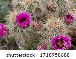 Hedgehog Cactus  Echinocereus...