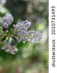 Small photo of Purple blooming axillaterminal indeterminate raceme inflorescences of Hairy Buckbrush, Ceanothus Oliganthus, Rhamnaceae, native in Red Rock Canyon MRCA Park, Santa Monica Mountains, Springtime.