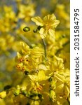 Small photo of Yellow axillary indeterminate raceme inflorescences of Blue Palo Verde, Parkinsonia Florida, Fabaceae, native near Twentynine Palms, Morongo Basin, Southern Mojave Desert, Springtime.