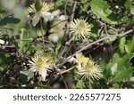 Small photo of White flowering axillary determinate monoclinous exiguous cyme inflorescences of Clematis Lasiantha, Ranunculaceae, native perennial andromonoecious viny shrub in the Santa Monica Mountains, Winter.