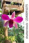 Small photo of Dendrobium sonia orchid in bloom, purple and dazzling