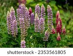 Lupin flower of different colors in the garden.
