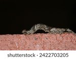 Small photo of Dark brown, patterned caterpillar, inching along a tera cotta colored, textured surface. Annual caterpillar invasion. Dark black background.