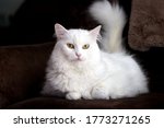 Turkish white angora cat in the living room lying on the couch, brown background