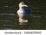 Small photo of Red Necked Grebe in Elk National Patk, Alberta, Canada