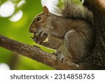 Small photo of Wild Squirrel Chomping on a Nut in a Tree