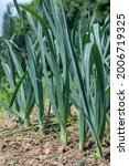 Small photo of Organic Leeks (Allium ampeloprasum) growing in the garden. The broadleaf wild leeks in a soil.