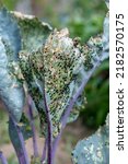 Small photo of Cabbage flea beetle (Phyllotreta cruciferae) or crucifer flea beetle. Damaged leaves of purple kohlrabi (German or Cabbage Turnip) in the vegetable garden. Selective focus.