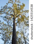 Small photo of GLENWOOD, AUSTRALIA : Mature specimen of Gympie Messmate Eucalyptus cloeziana, a well-formed, towering hardwood tree harvested for timber and endemic to Queensland, a prime plantation hardwood.