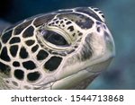 Sea Turtle Head Close Up....