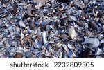    Black Mussel Shells On A...