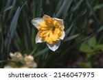 Large Borned White Daffodils...