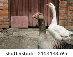 A Couple Of Geese In A Rural...