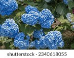 In summer, hydrangea blooms in the garden with blue flowers. Blue hydrangea in full bloom. A bush of blooming colorful bright pink hydrangeas with flowers on the branches and green leaves.