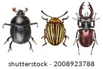 Dung Beetle  Colorado Beetle ...
