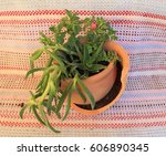 composition of plants in a... | Shutterstock . vector #606890345