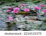 Small photo of The water lily is such a well species because its enormous blooms, which have numerous undifferentiated cells components, were considered to reflect the floral print of the first plant species.