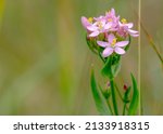 Small photo of Centaurium erythraea is a species of flowering plant in the gentian family known by the common names common centaury and European centaury.