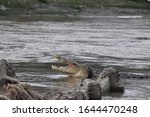 Small photo of a crocodile with his neck wrapped around a motorcycle tire in Palu City, Central Sulawesi Province, was appearing on Thursday, December 26, 2019. (Muhamm Izfaldi)