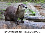 Brown Otter Looking Away From...