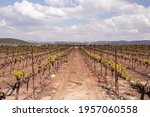 Small photo of Wine making in Israel. Judean Hills Appellation. Start of vintage 2021