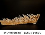 Small photo of Isolated bone part of upper jaw from pike with many sharp recurved teeth
