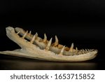 Small photo of Isolated bones and large sharp recurved teeth of a pike on black background