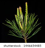 Small photo of Detail of candle stage of the pitch pine, Pinus rigida. Black background